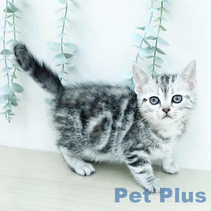 アメリカンショートヘアの写真2