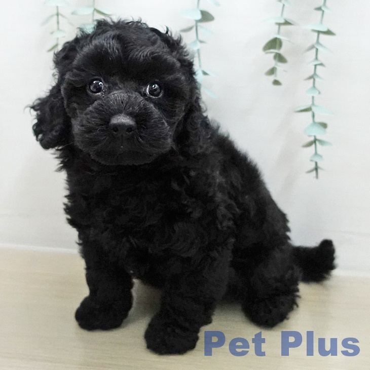 トイ・プードル