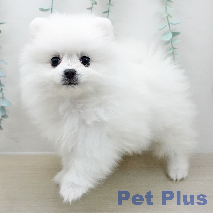 ポメラニアンの写真2