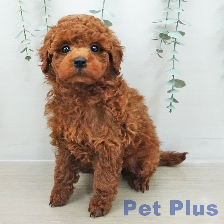 トイ・プードル