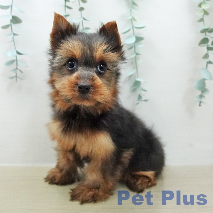 ヨークシャー・テリア