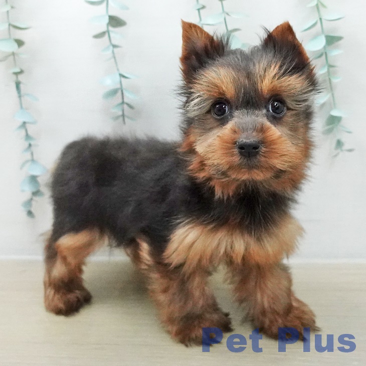 ヨークシャー・テリアの写真2