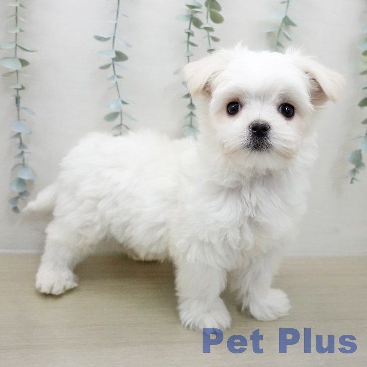 マルチーズの写真2