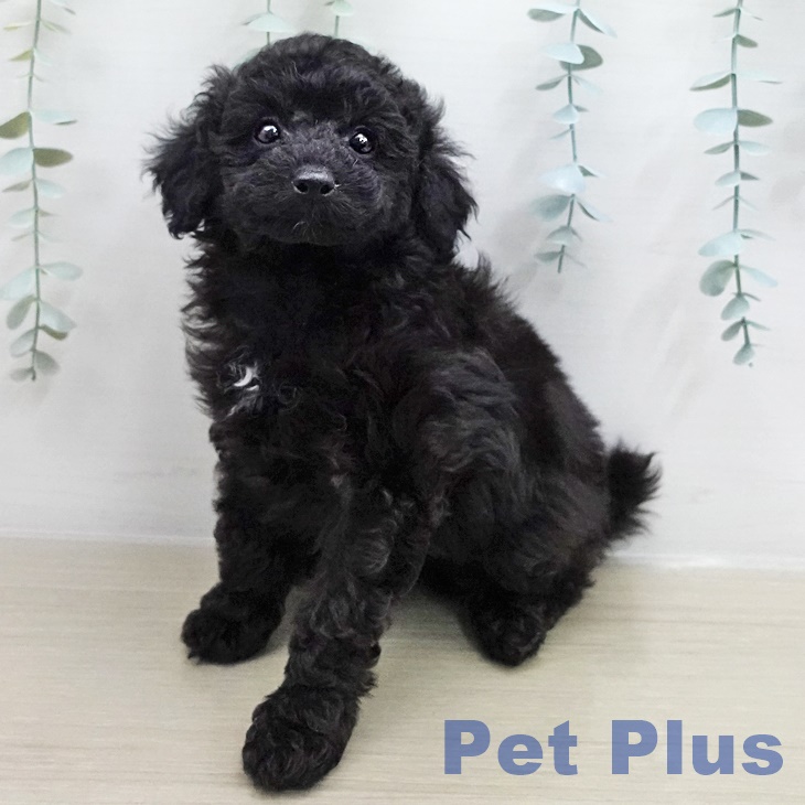 トイ・プードル