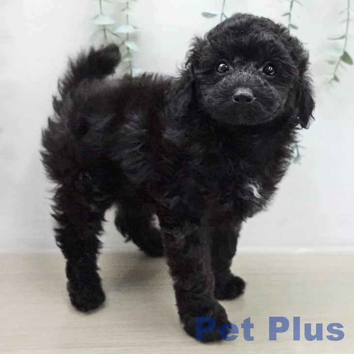 トイ・プードルの写真2