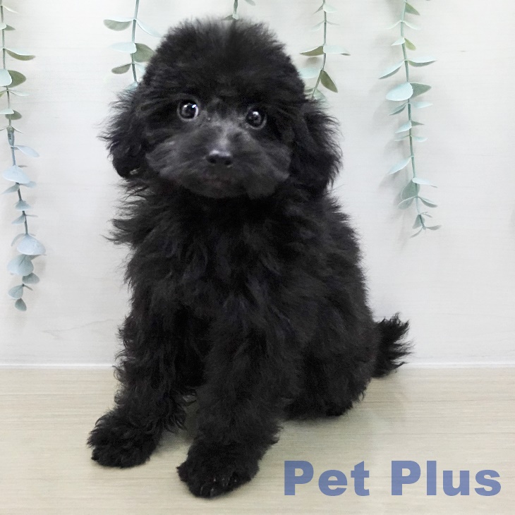 トイ・プードル