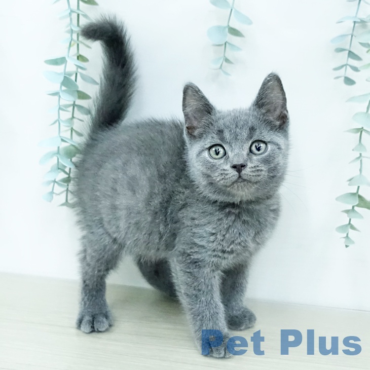 ブリティッシュショートヘア