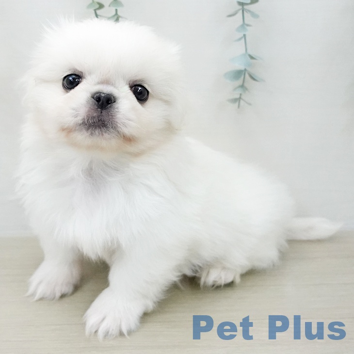 ペキニーズの写真2