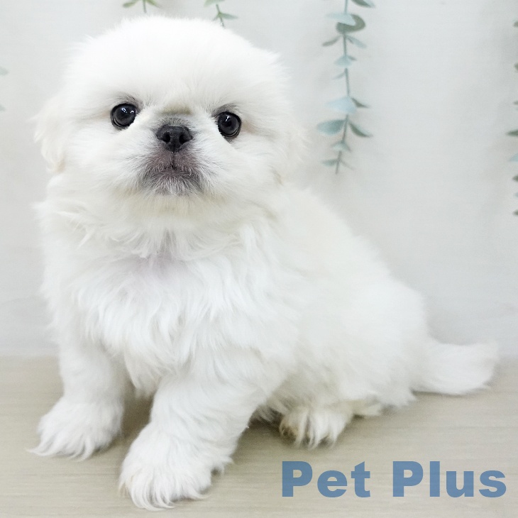 ペキニーズの写真2