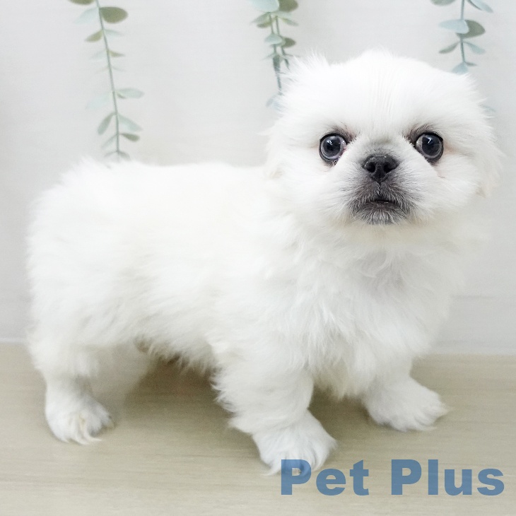 ペキニーズの写真2