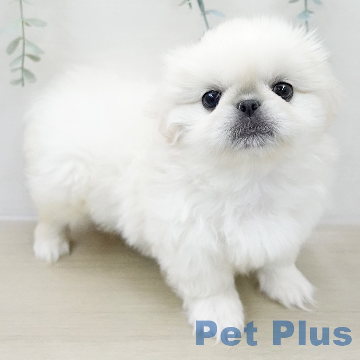 ペキニーズの写真2