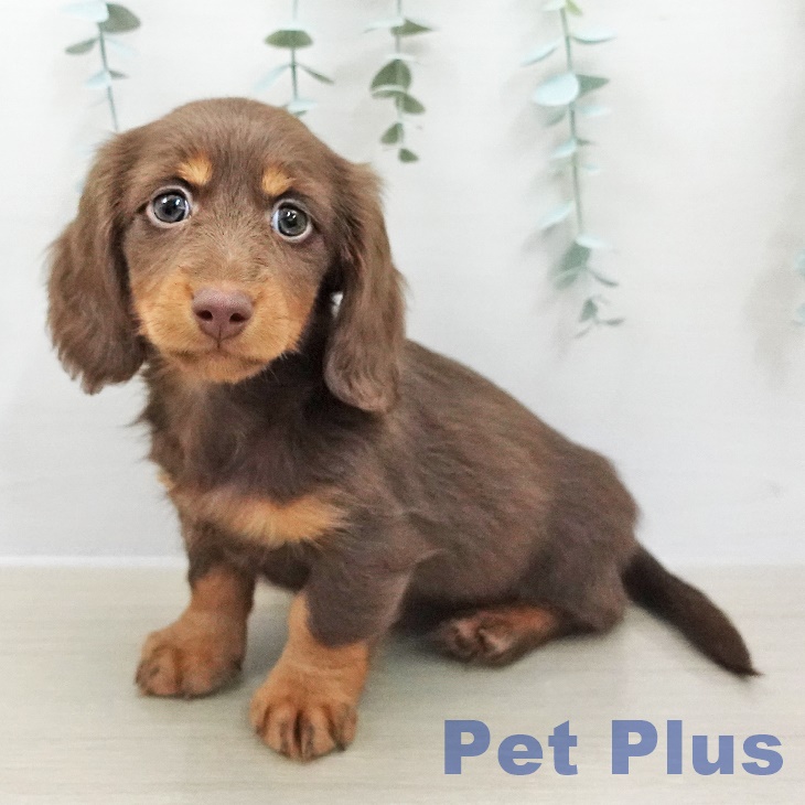 ミニチュア・ダックスフンド