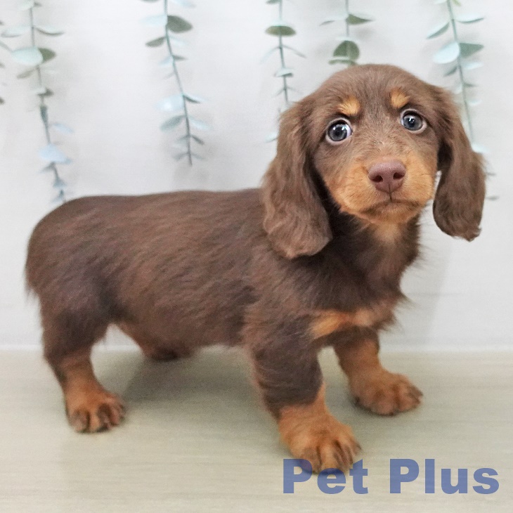 ミニチュア・ダックスフンドの写真2