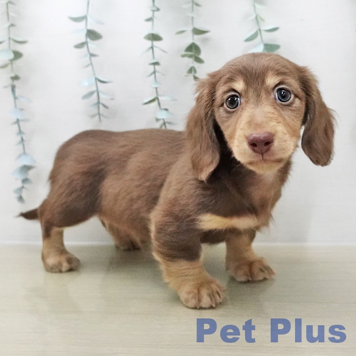 ミニチュア・ダックスフンドの写真2