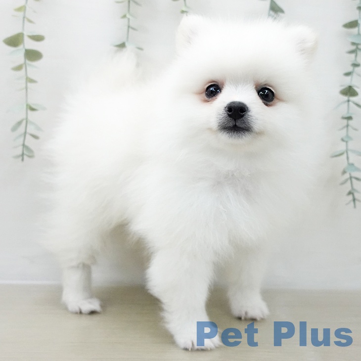 ポメラニアンの写真2