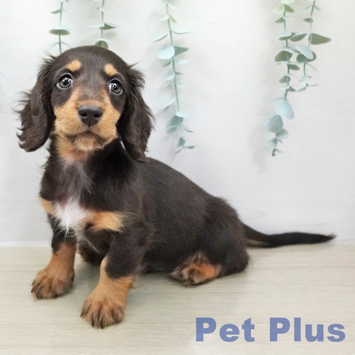 ミニチュア・ダックスフンド