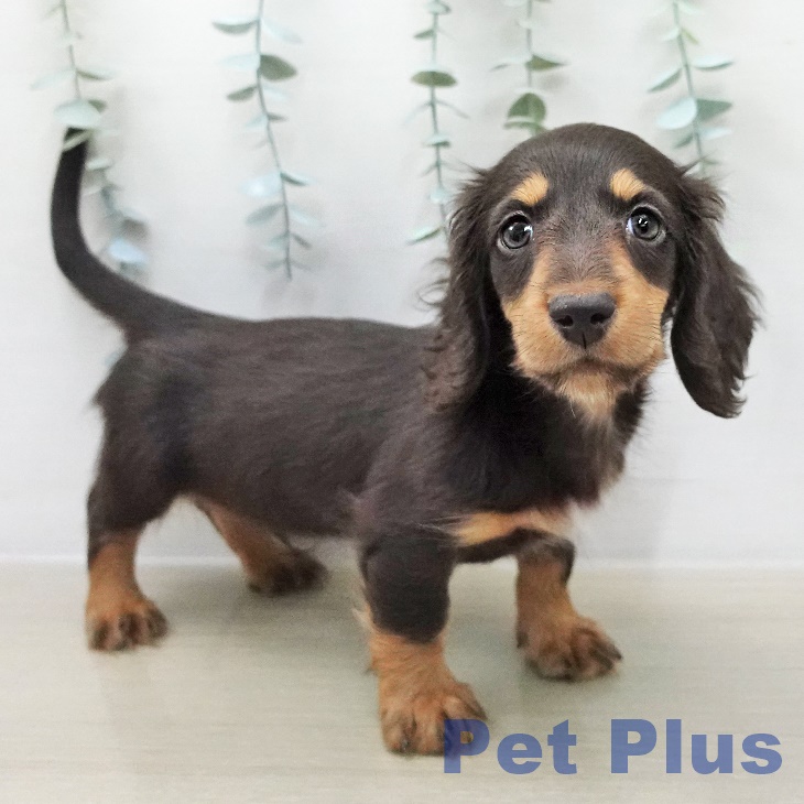 ミニチュア・ダックスフンドの写真2
