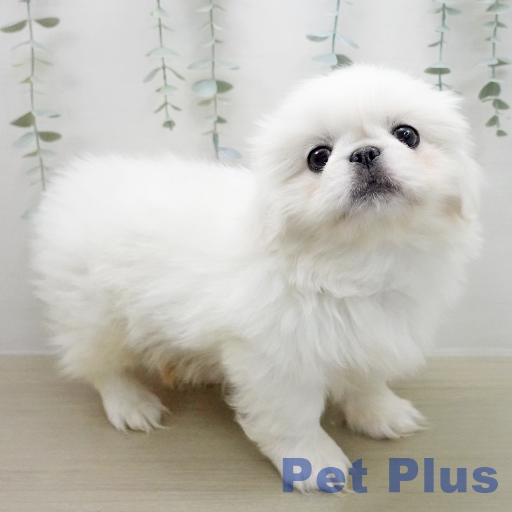 ペキニーズの写真2