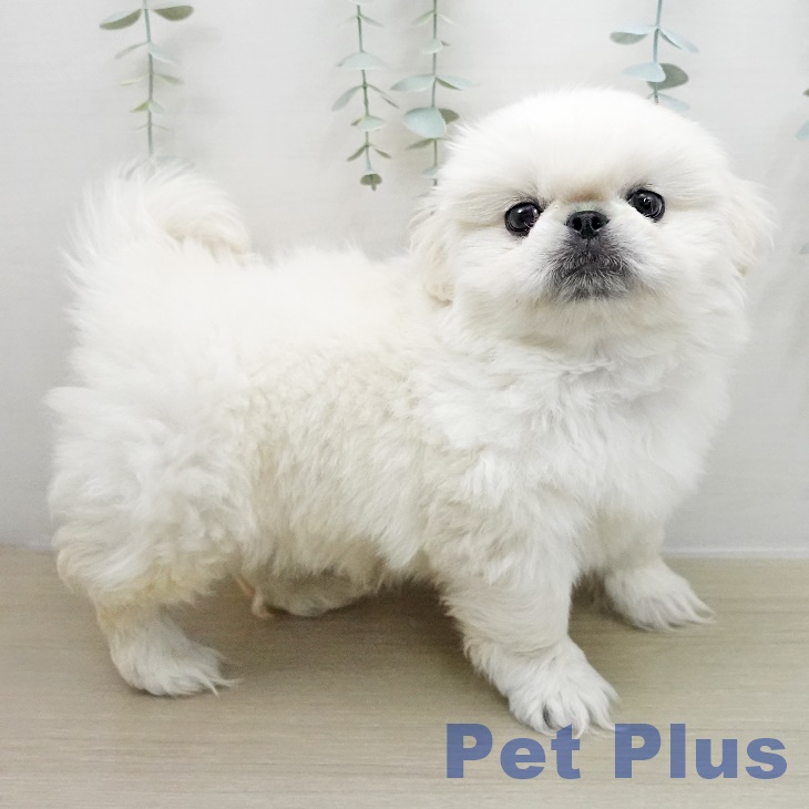 ペキニーズの写真2