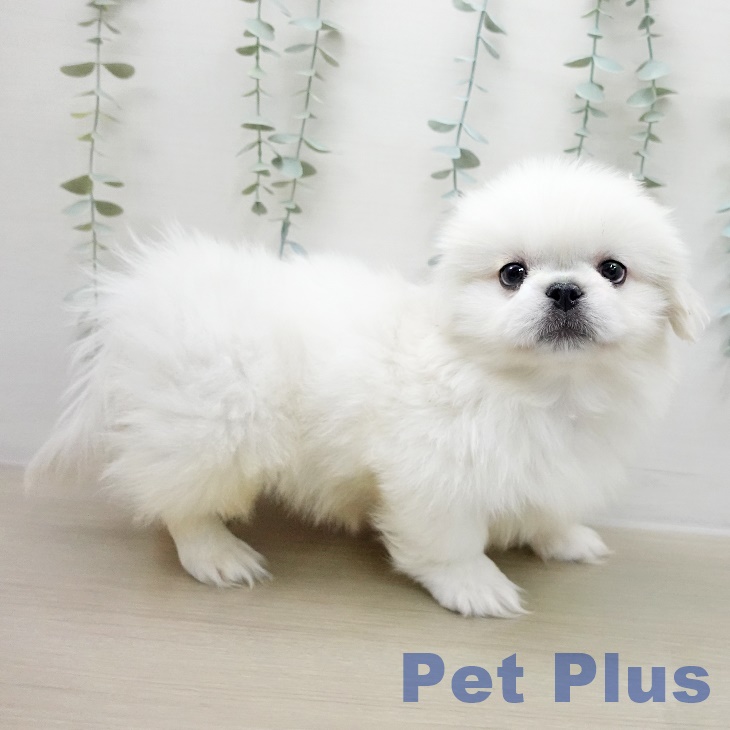 ペキニーズの写真2