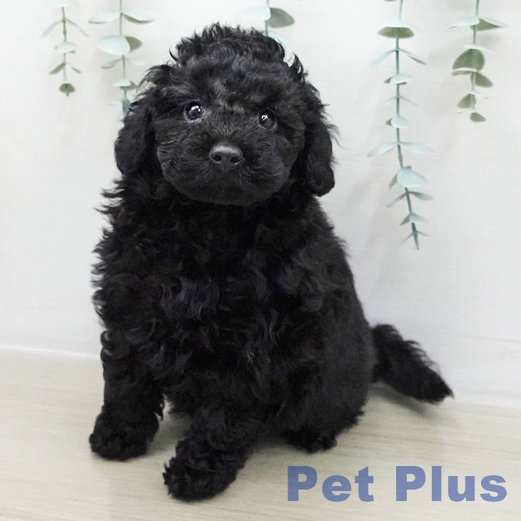 トイ・プードル