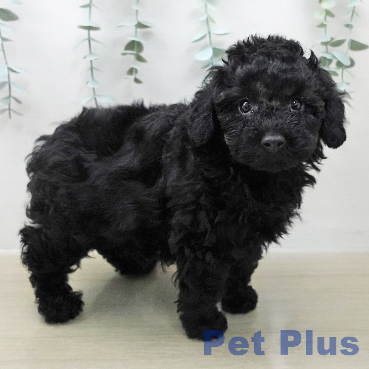 トイ・プードルの写真2