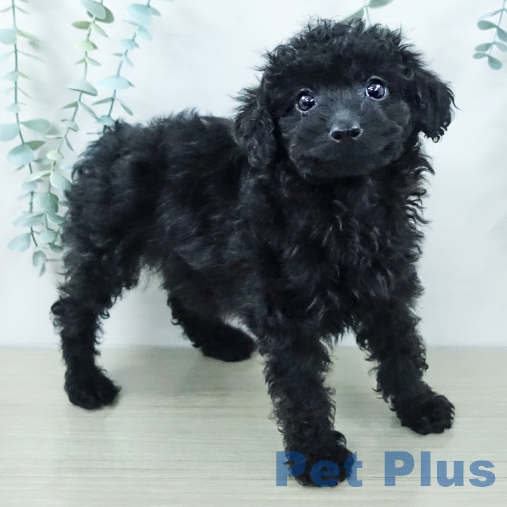 トイ・プードル