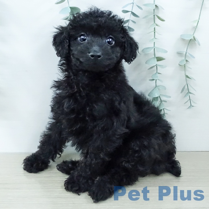 トイ・プードルの写真2