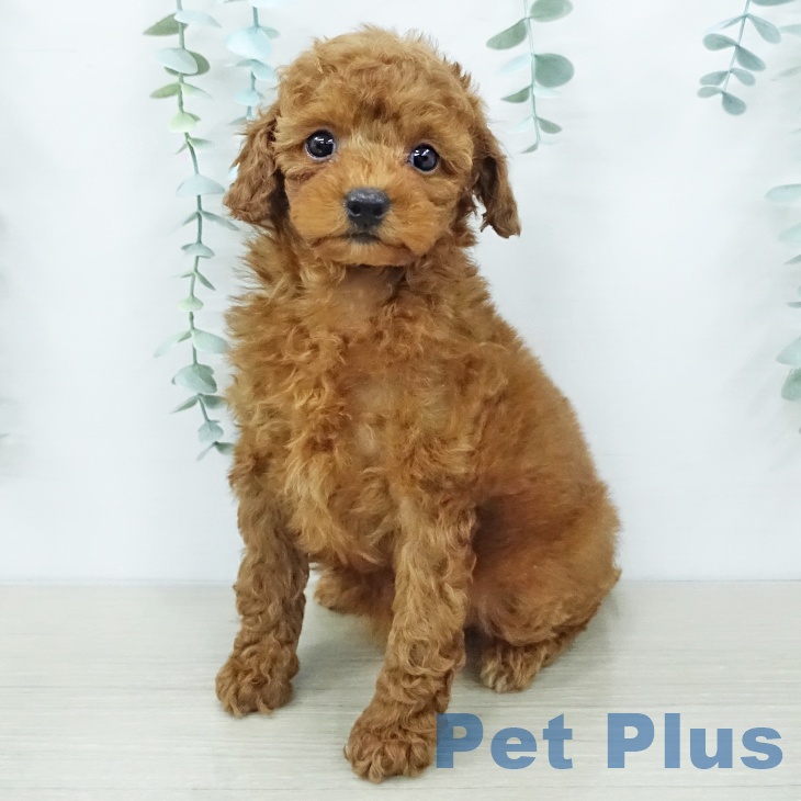 トイ・プードルの写真2