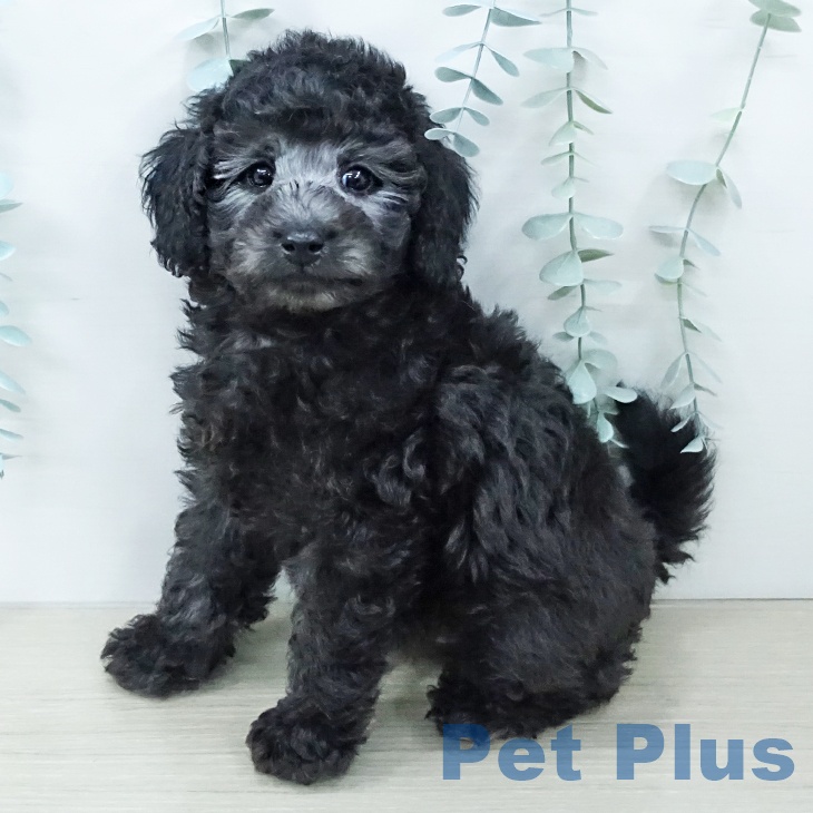 トイ・プードル