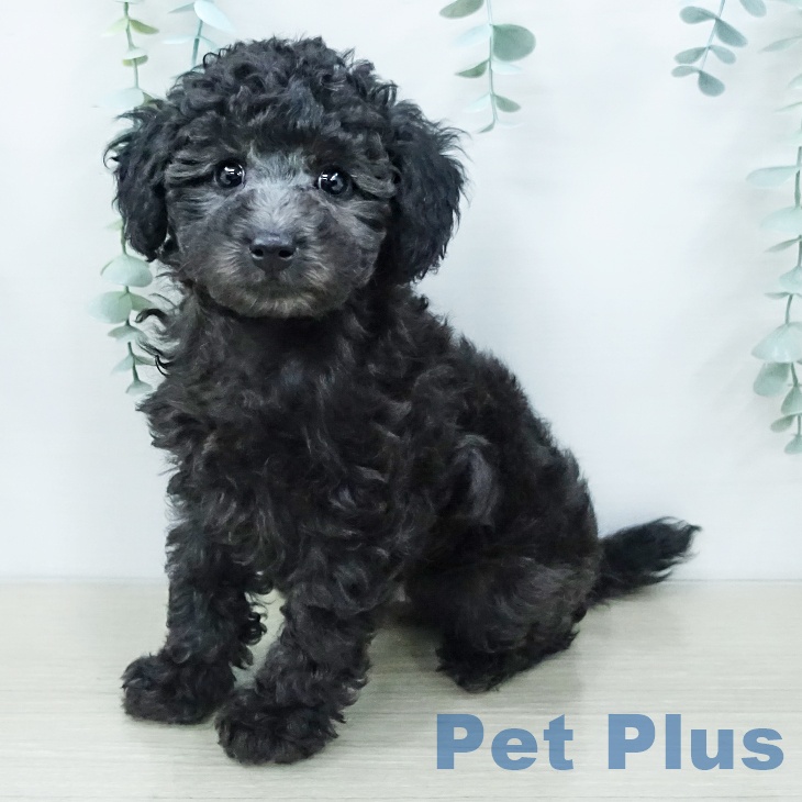 トイ・プードルの写真2