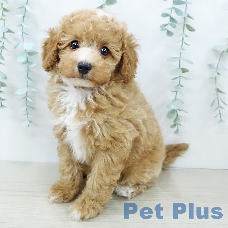 トイ・プードルの写真2