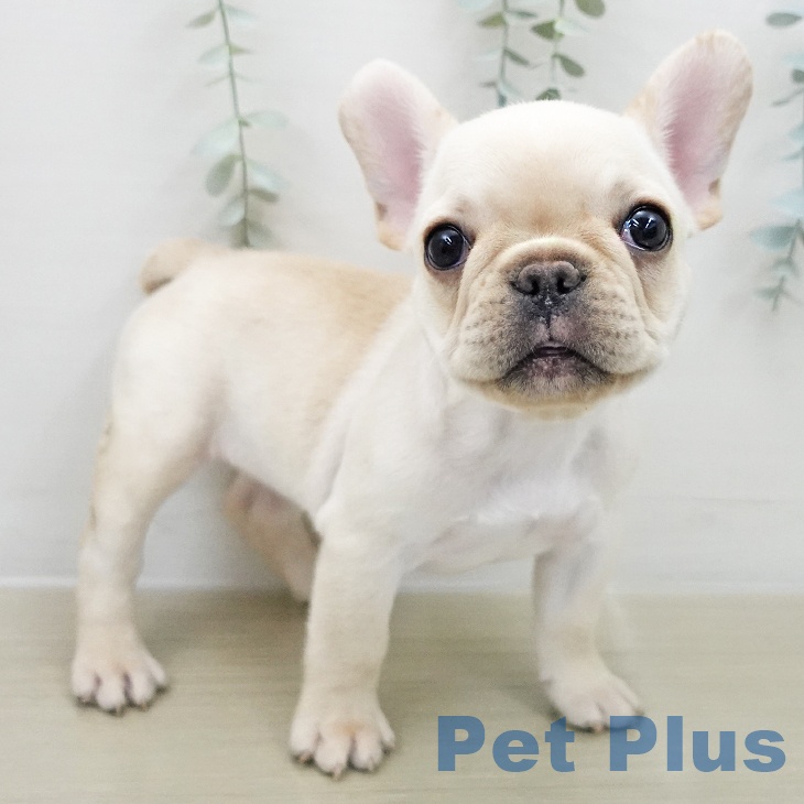 フレンチ・ブルドッグ