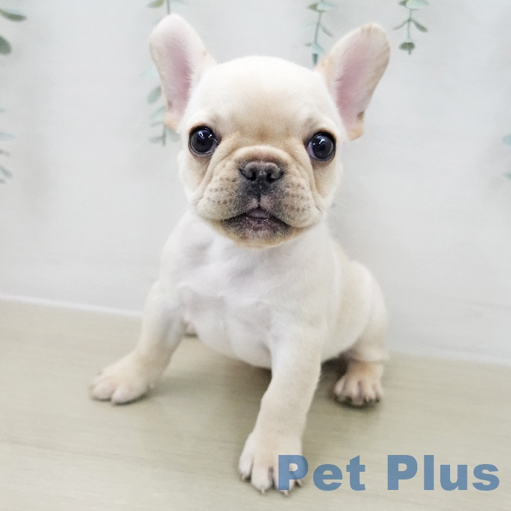 フレンチ・ブルドッグ