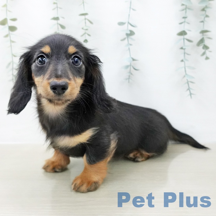 ミニチュア・ダックスフンド