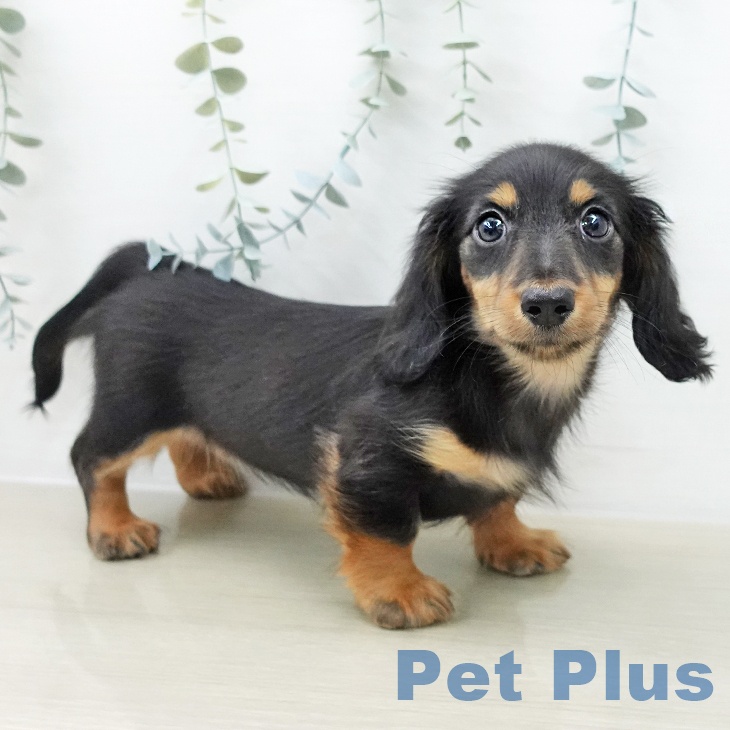 ミニチュア・ダックスフンドの写真2