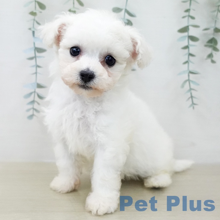 ビション・フリーゼ