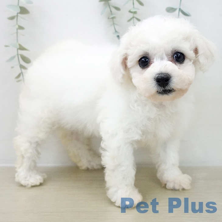 ビション・フリーゼの写真2