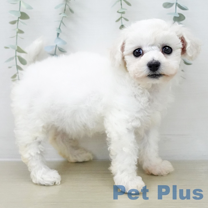 ビション・フリーゼ