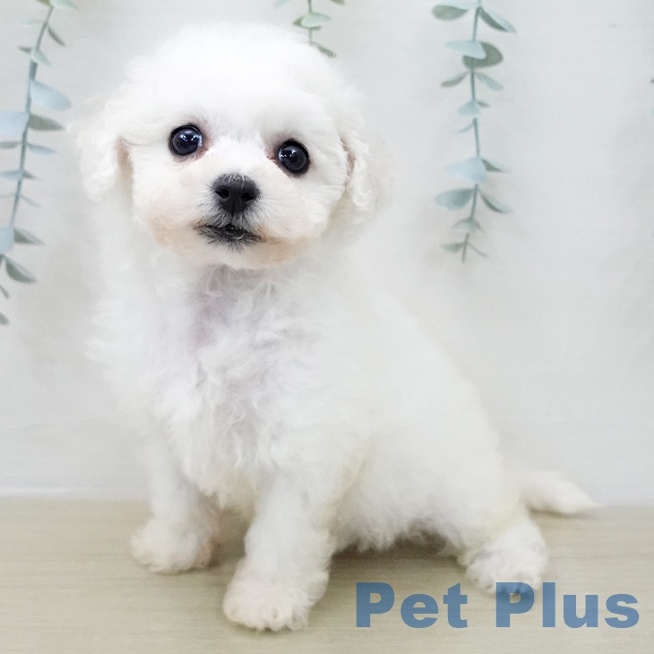 ビション・フリーゼ