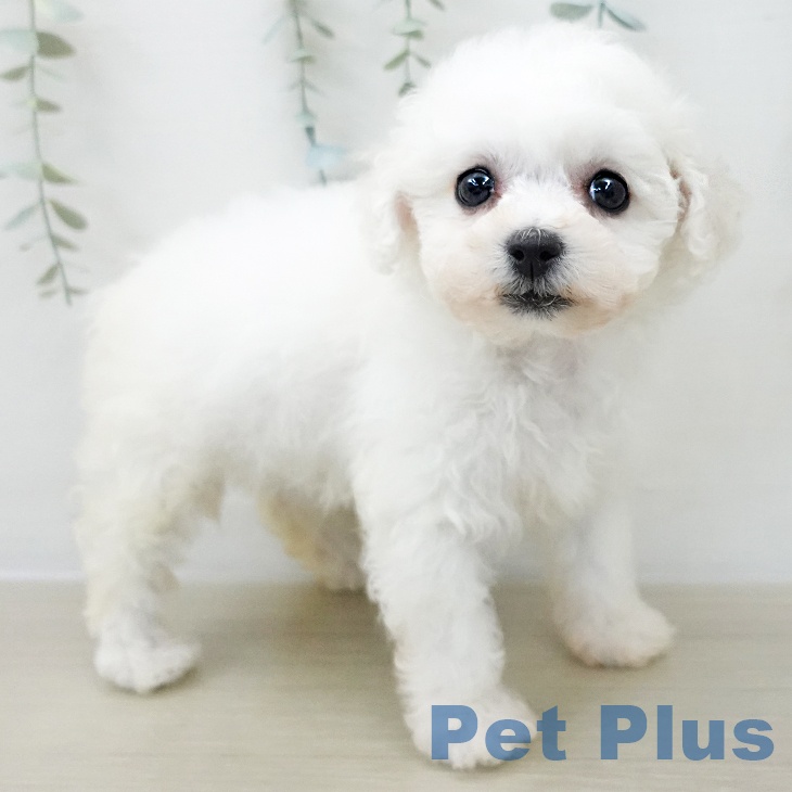 ビション・フリーゼの写真2