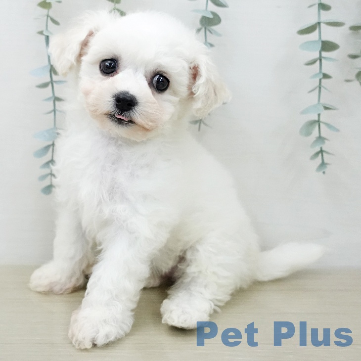 ビション・フリーゼ