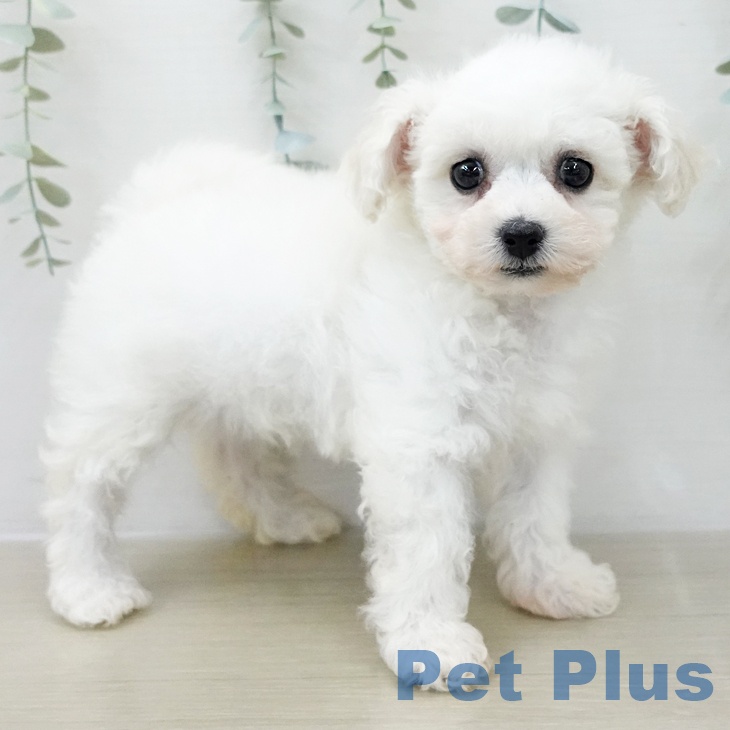 ビション・フリーゼの写真2