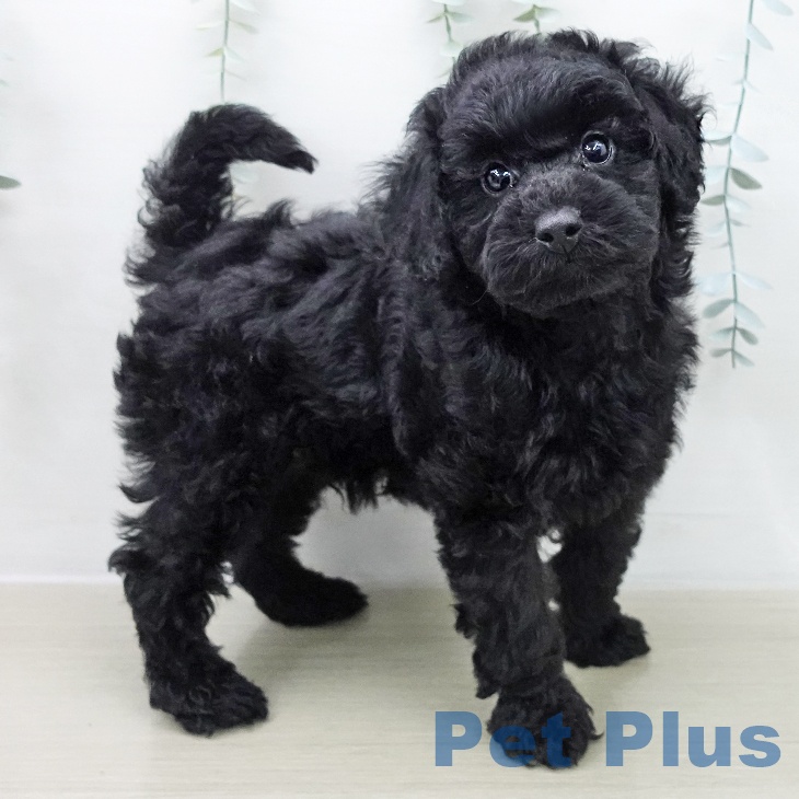 トイ・プードル