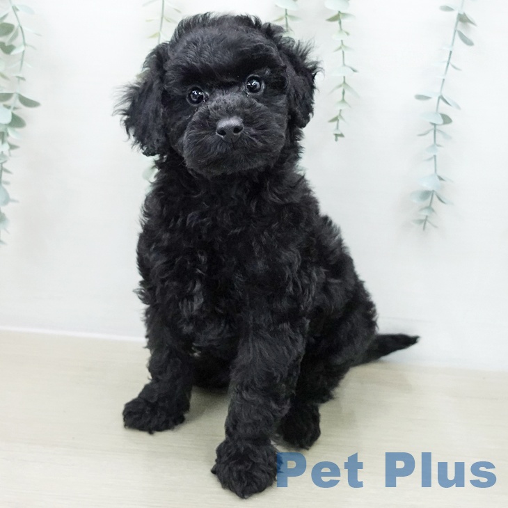 トイ・プードル