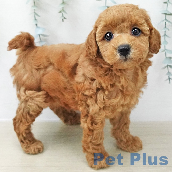 トイ・プードル