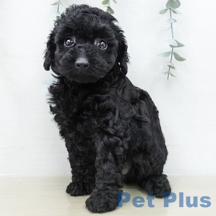 トイ・プードル