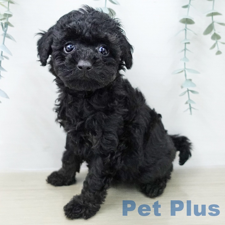 トイ・プードル