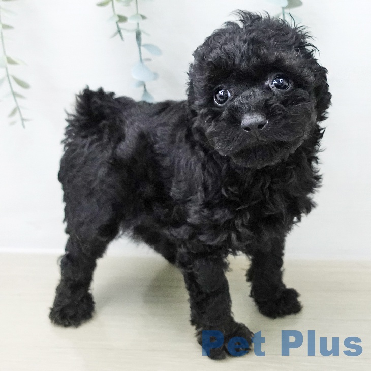 トイ・プードルの写真2