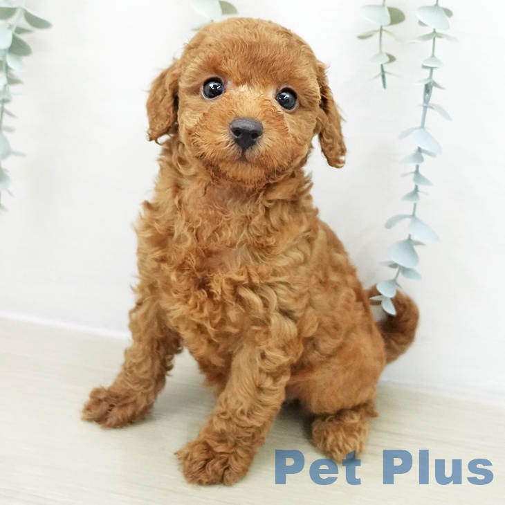 トイ・プードル